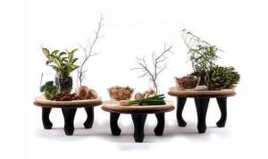 membuat miniatur tanaman, cara membuat tanaman mini, cara membuat miniatur tanaman, cara membuat tanaman hias mini