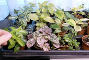 tanaman minim perawatan, tanaman minimalis, tanaman mini organik, tanaman minim sinar matahari, tanaman mini dalam ruangan, tanaman minim cahaya matahari