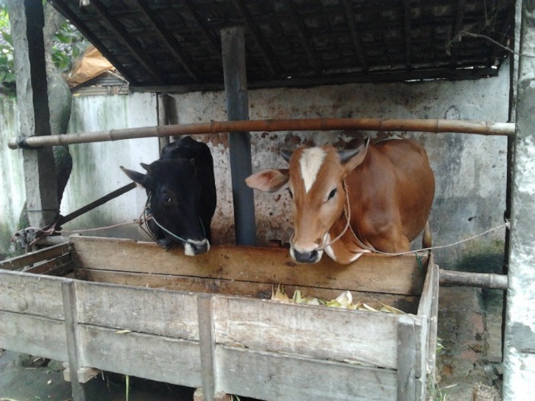 ternak sapi terbesar di indonesia